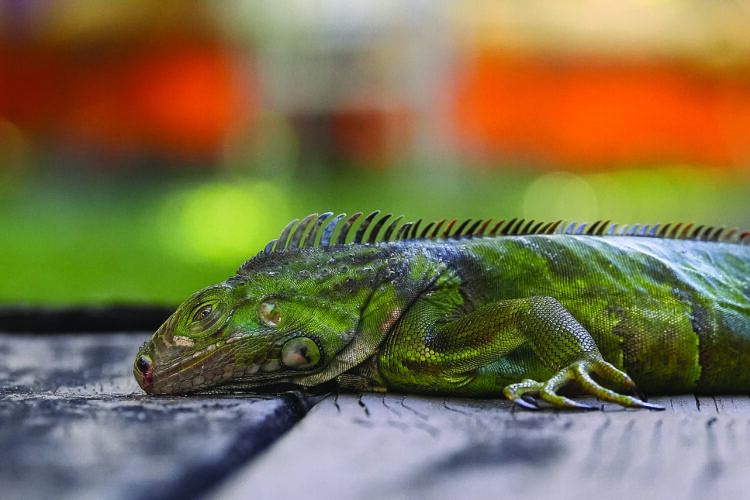 More winter weather leads to heavy snow, hundreds of canceled flights and, in Florida, falling iguanas